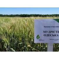 МУДРІСТЬ ОДЕСЬКА