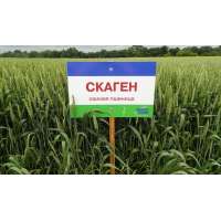 СКАГЕН  (Німеччина)