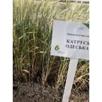 КАТРУСЯ ОДЕСЬКА